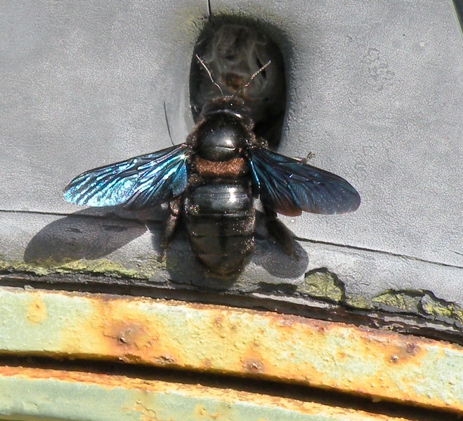 Xylocopa